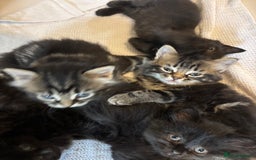 Mixed Breed cats for sale: Ragdoll/domestic shorthair  - Image 2