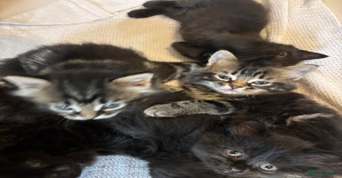 Mixed Breed cats - Advert 1