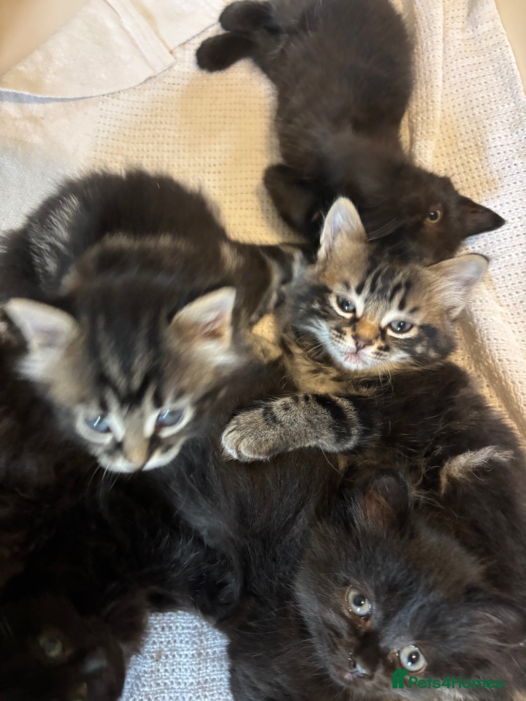 Mixed Breed cats for sale: Ragdoll/domestic shorthair  - Image 2