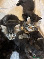 Mixed Breed cats - Advert 14