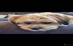 Mixed Breed dogs for sale: Sheranian for sale 1yr old  - Image 5