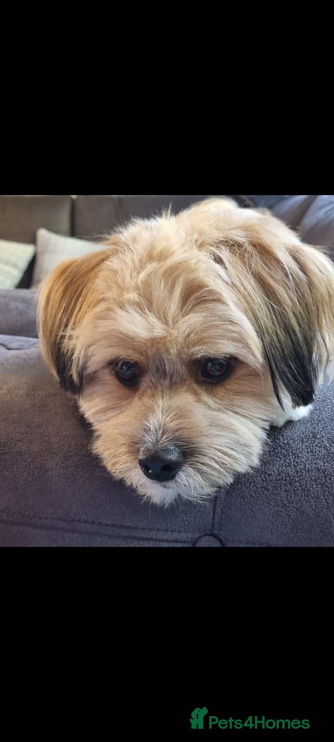 Mixed Breed dogs for sale: Sheranian for sale 1yr old  - Image 5