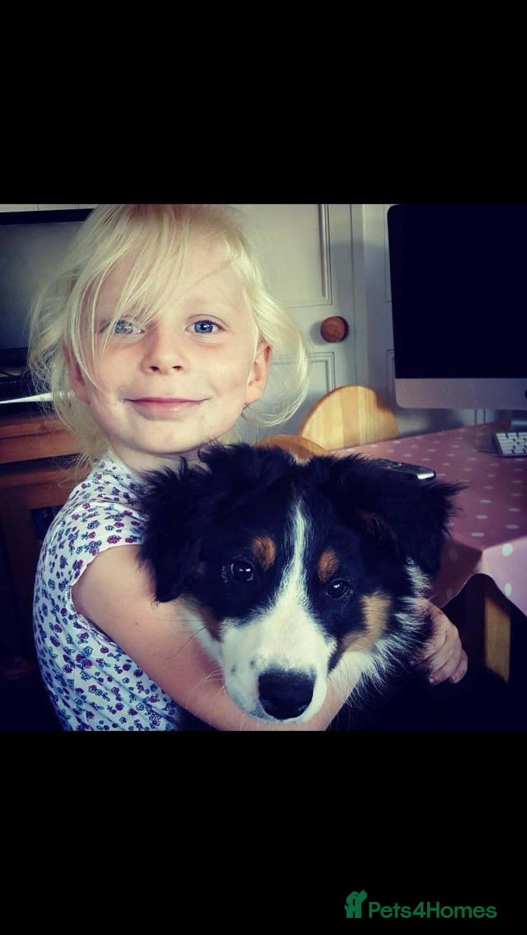 Border Collie dogs for sale: Handsome Border collie looking for retirement home - Image 5