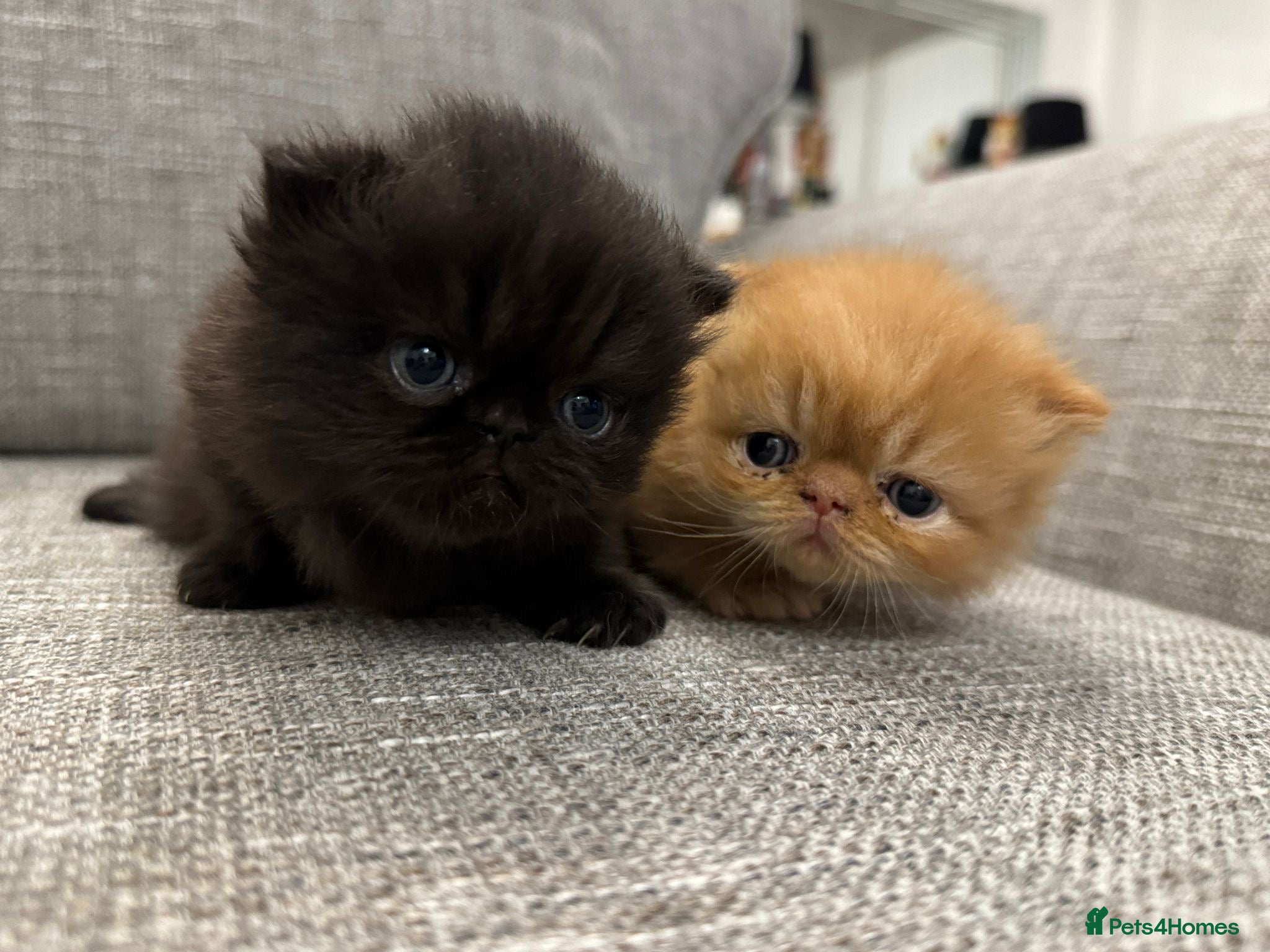 Persian cats 🌟 Stunning Pure Persian Kittens –  **   - Advert 14