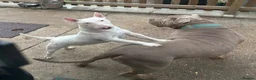 Miniature Bull terrier dogs for sale: RKC reg Minature Bull terrier  - Advert 3