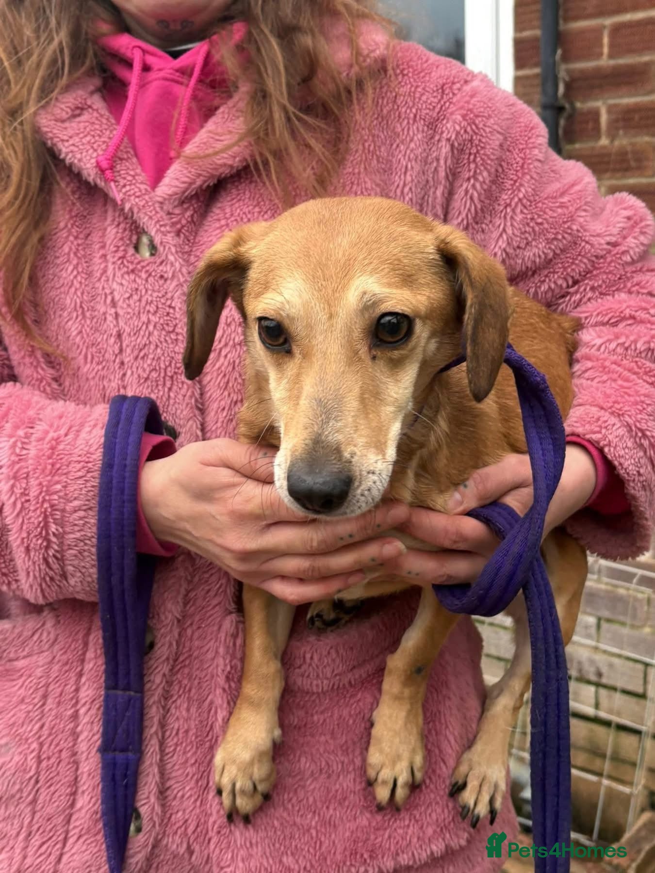 Mixed Breed dogs Mavis - Norwich Norfolk  - Advert 1