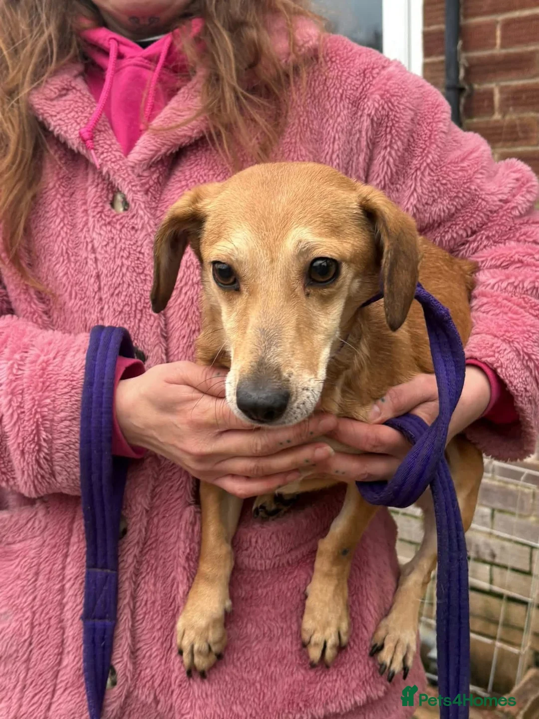 Mixed Breed dogs for adoption: Mavis - Norwich Norfolk  in Norwich - Advert 1