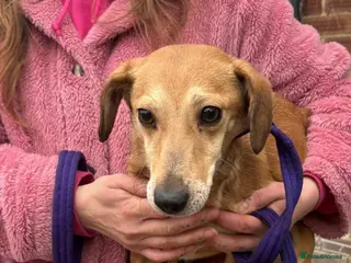 Mixed Breed dogs Mavis - Norwich Norfolk - Advert 1