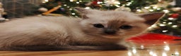Tonkinese cats for sale: Gorgeous Tonkdoll kittens  - Advert 2