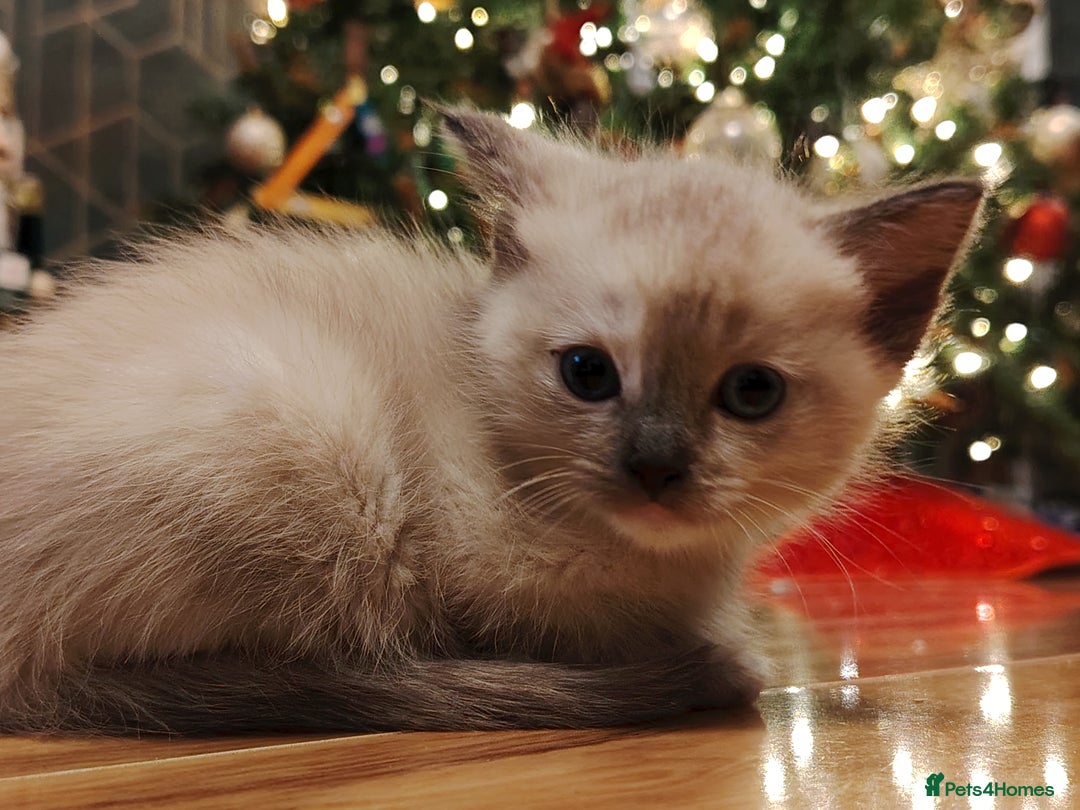 Tonkinese cats for sale: Gorgeous Tonkdoll kittens  - Advert 2