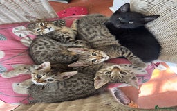 Savannah cats for sale: Savannah x Dorset Lad  - Image 9