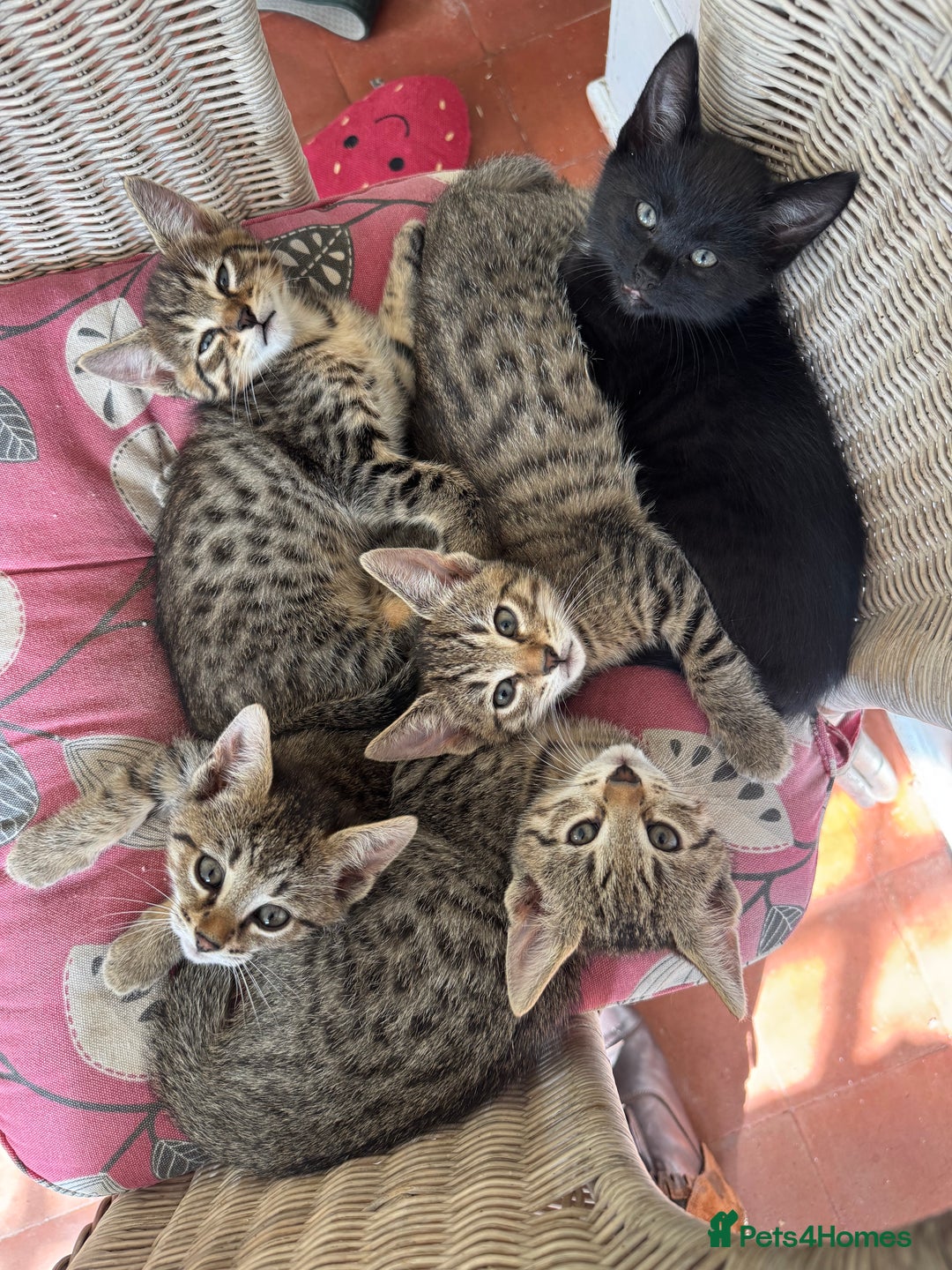 Savannah cats for sale: Savannah x Dorset Lad  - Image 9