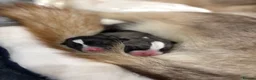Siberian Husky dogs for sale: Siberian Husky Puppies in Liversedge - Advert 3