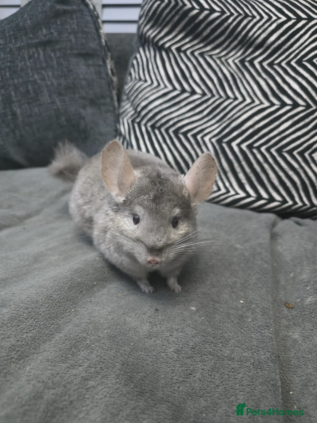Chinchilla rodents for sale: Lovely Hetero baige Chinchilla kits  - Advert 2