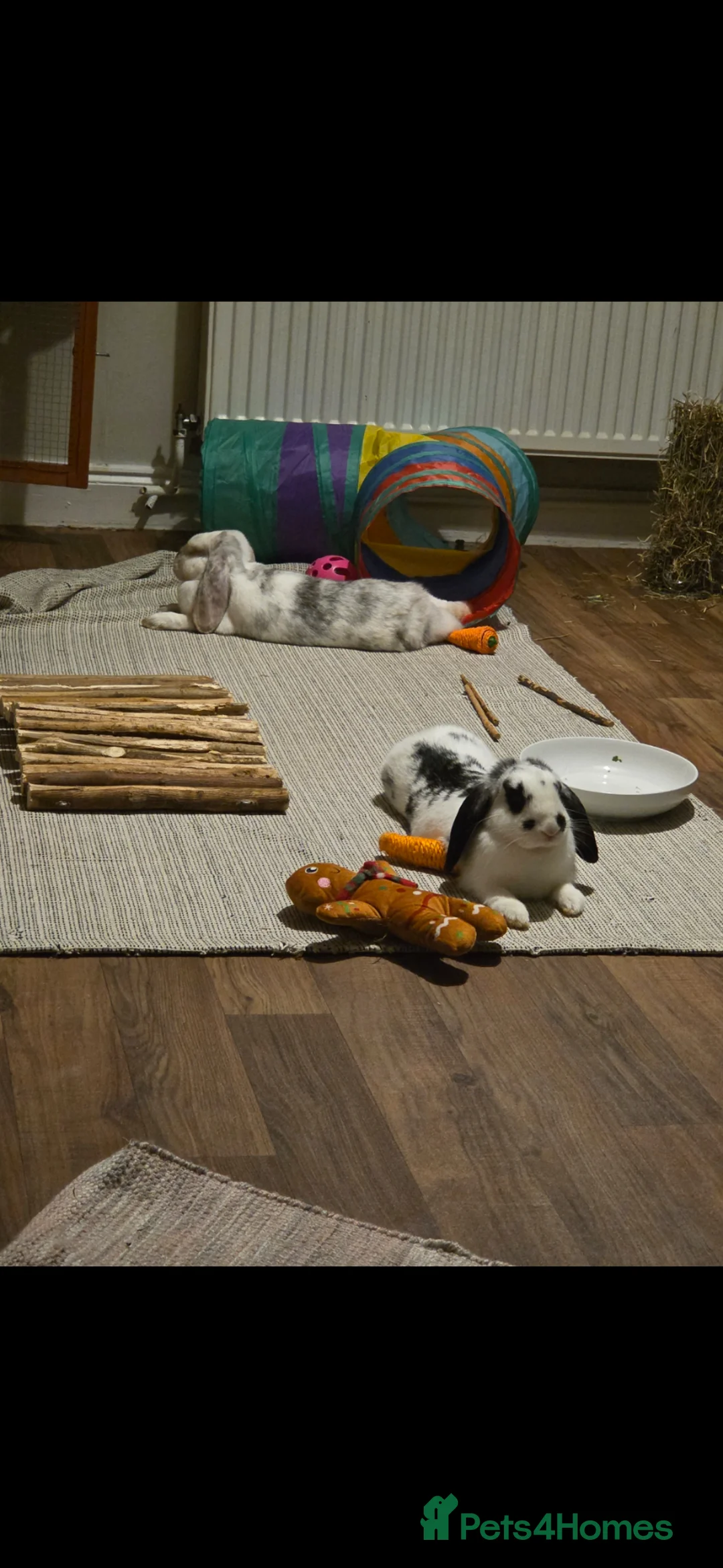 Mixed Breed rabbits for sale: 2 Female Rabbits- Misty & Storm in Mitcham - Advert 2