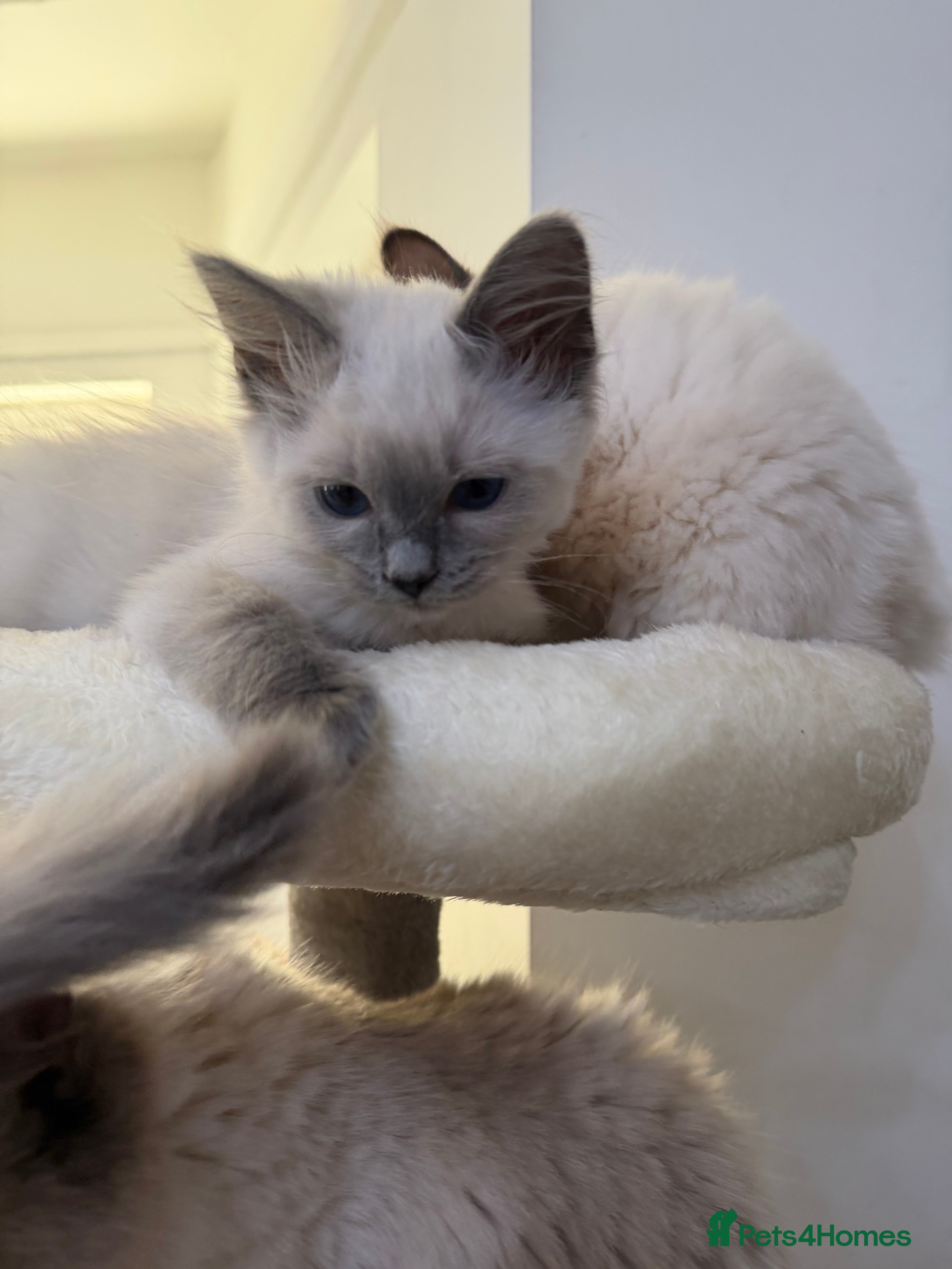 Ragdoll cats Last girl cute fluffy Ragdoll Kitten - Advert 1