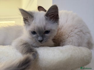 Ragdoll cats Last girl cute fluffy Ragdoll Kitten - Advert 1