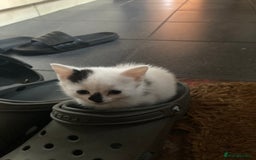Mixed Breed cats for sale: Rosy looking for a home - Image 1