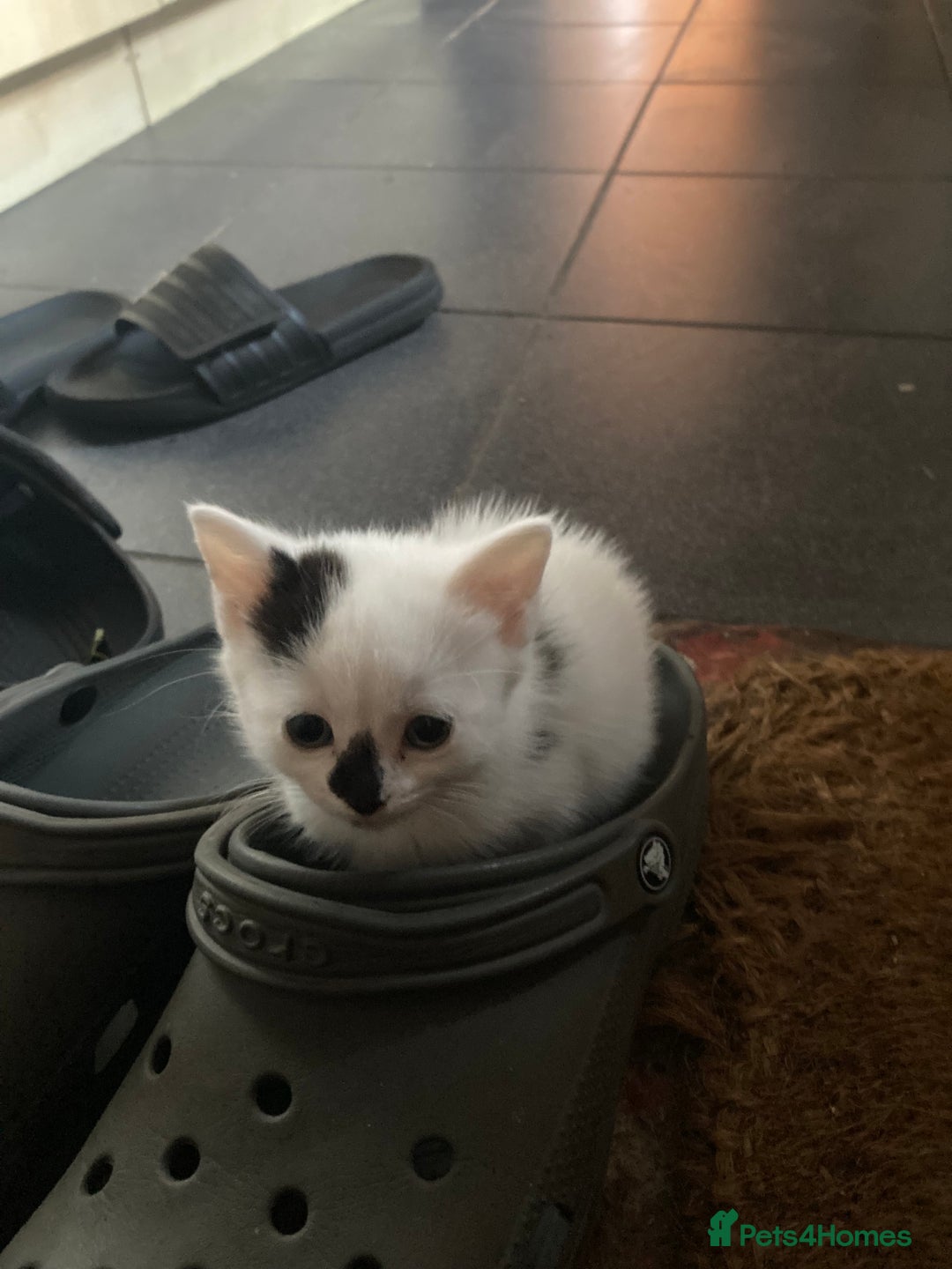 Mixed Breed cats for sale: Rosy looking for a home - Image 1