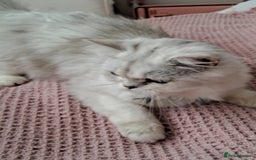 Persian cats for sale: White silver male persian cat kitten sale - Image 8