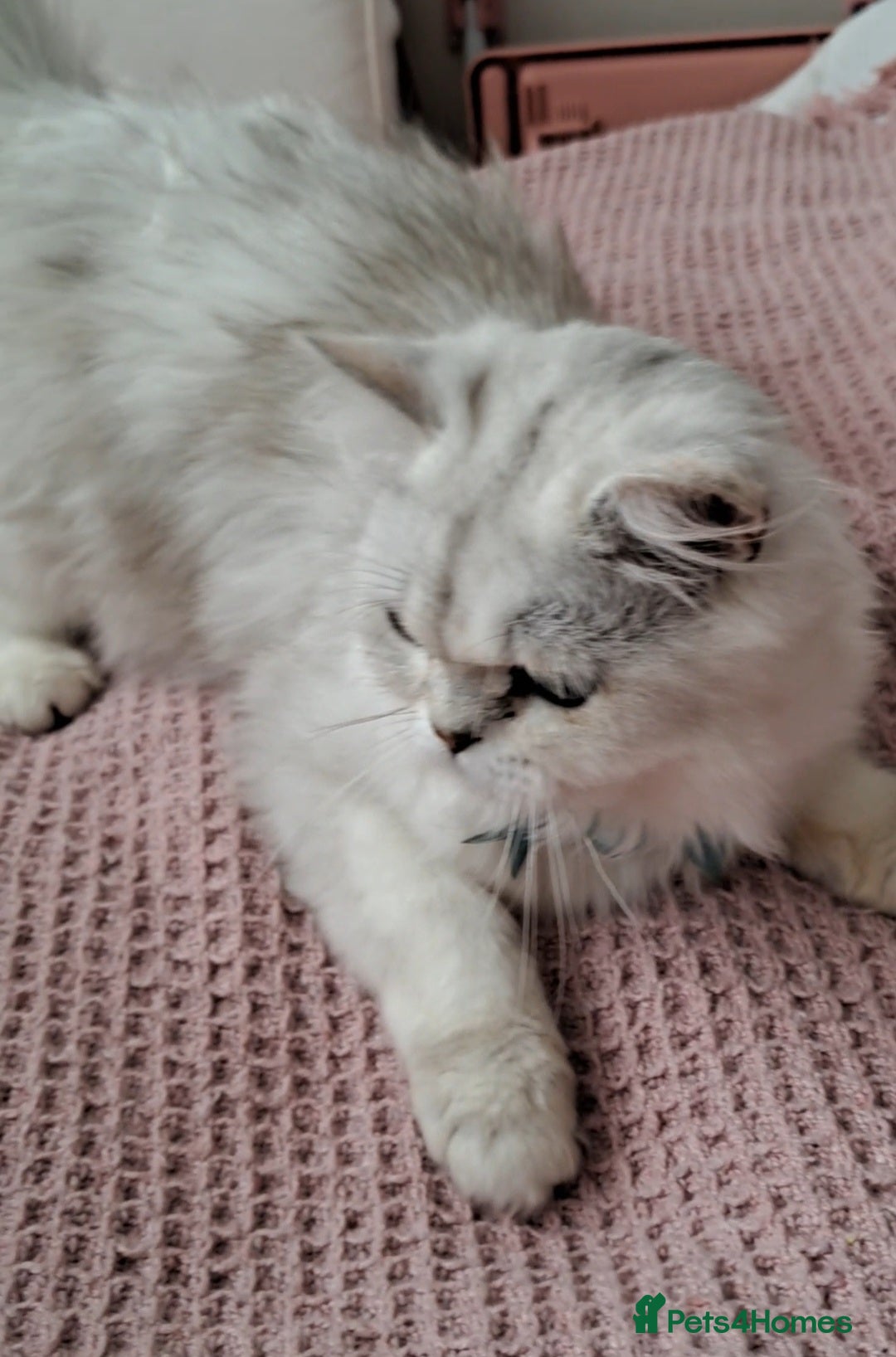 Persian cats for sale: White silver male persian cat kitten sale - Image 8
