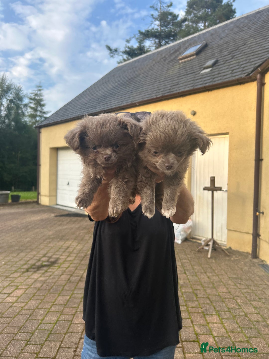 Chihuahua dogs for sale: Beautiful long coat pure breed chihuahua  - Image 13