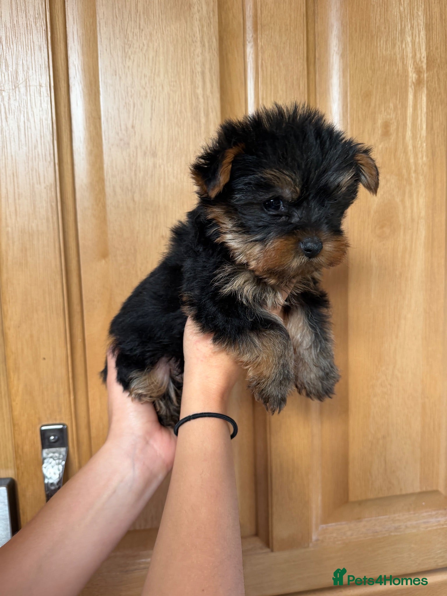 Yorkshire Terrier dogs Lovely Yorkshire Terrier Puppy ❤️ - Advert 7