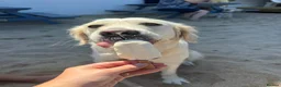 Golden Retriever dogs for sale: Lovely girl for rehome - Advert 2