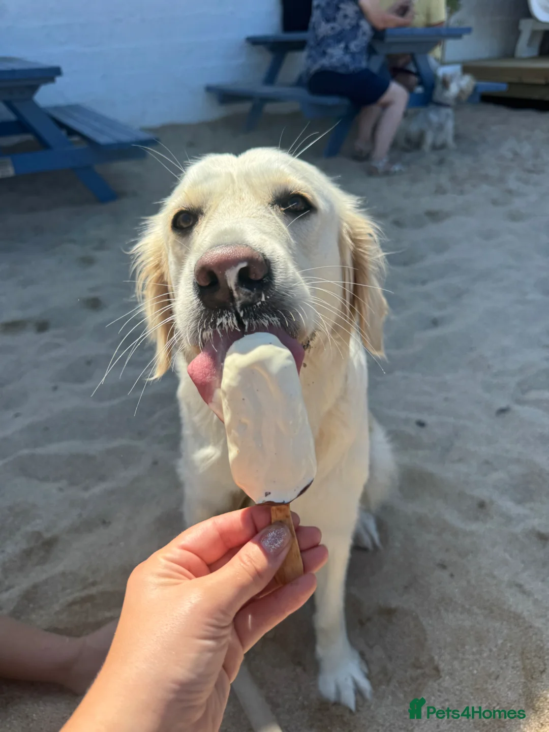 Golden Retriever dogs for sale: Lovely girl for rehome - Advert 2