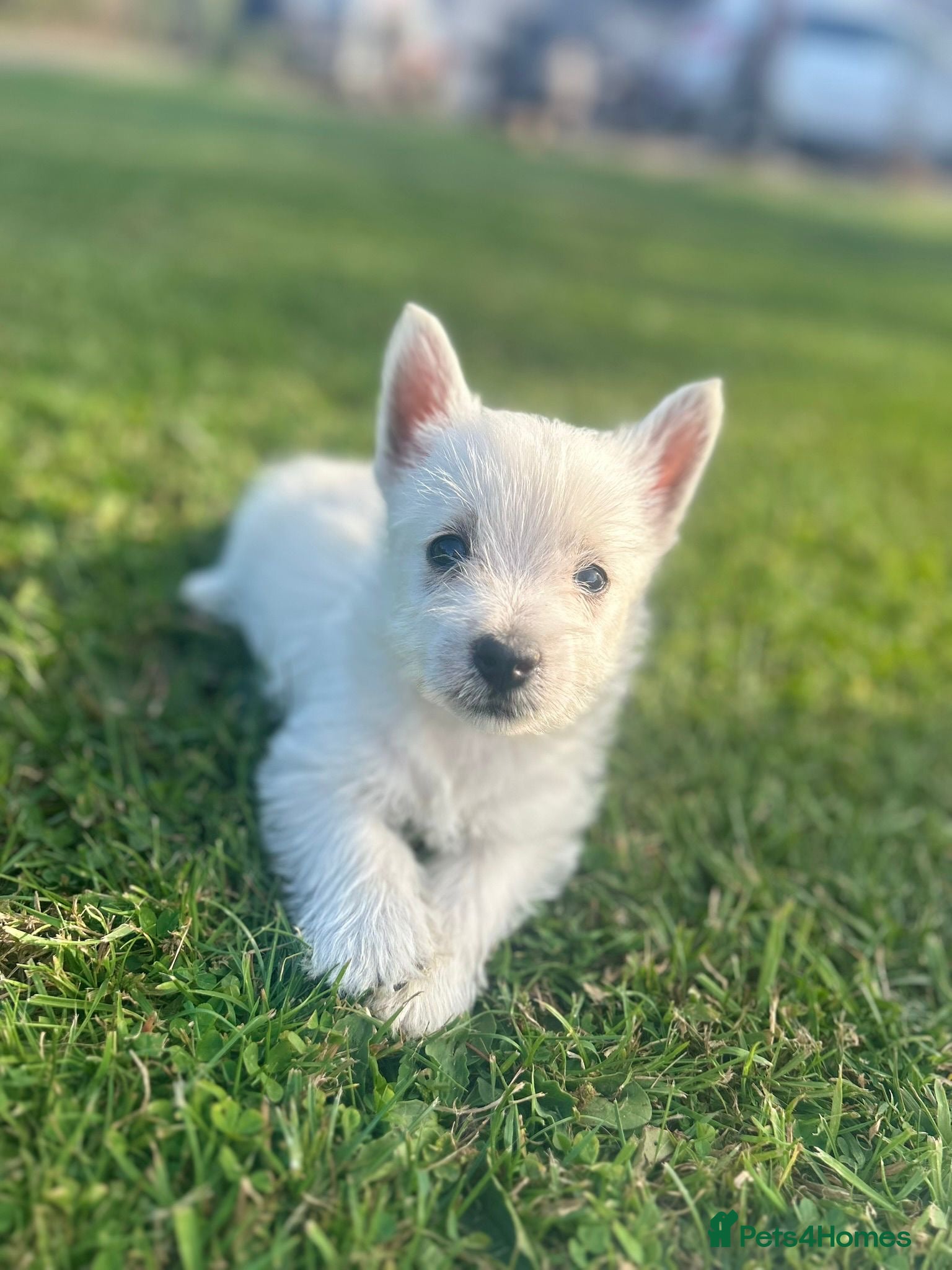 West Highland Terrier dogs Stunning west highland terriers - Advert 1