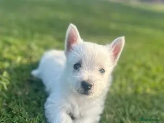 West Highland Terrier dogs Stunning west highland terriers - Advert 1