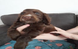 Cocker Spaniel dogs for sale: Beautiful kc reg show cocker puppies Ready Now - Image 3