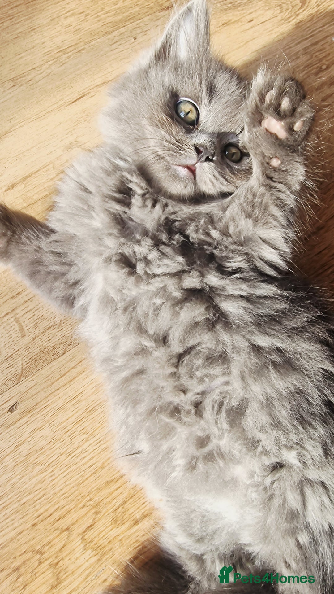 British Longhair cats for sale: Blue & Lilac Gorgeous fluffy BLH male kittens - Advert 13