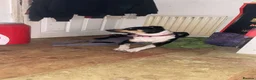 Mixed Breed dogs for sale: Sirus  - Advert 4