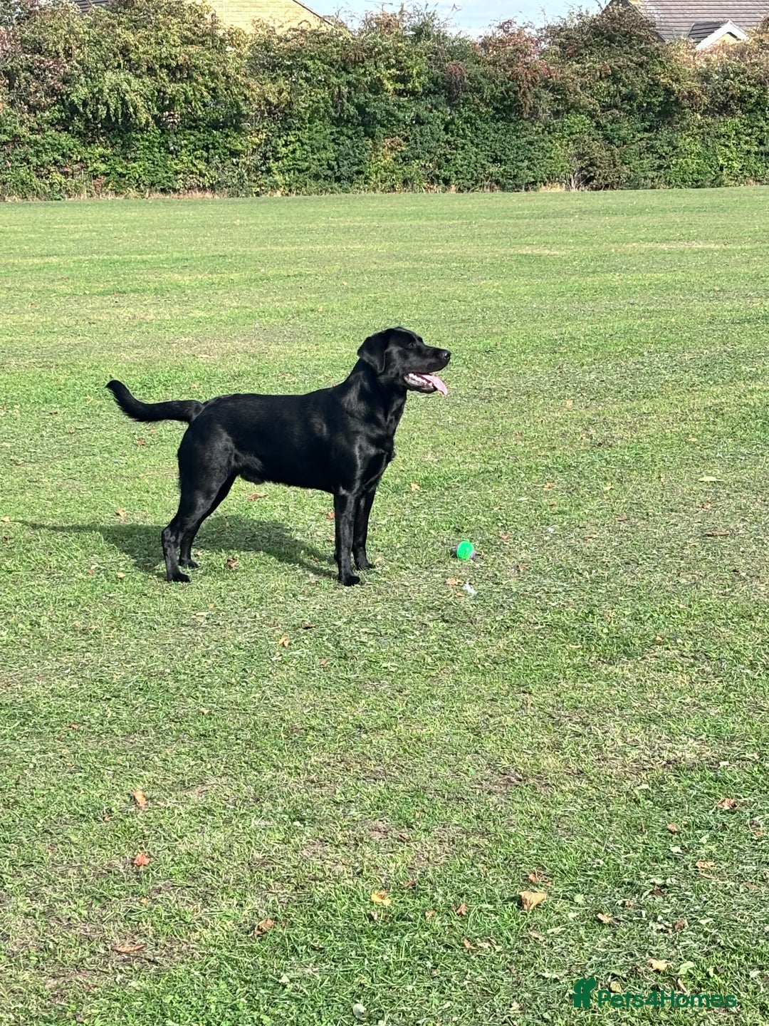 Labrador Retriever dogs for stud: Labrador Retriever for stud - Image 2