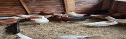 Chickens poultry for sale: Chickens and eggs!! - Advert 3