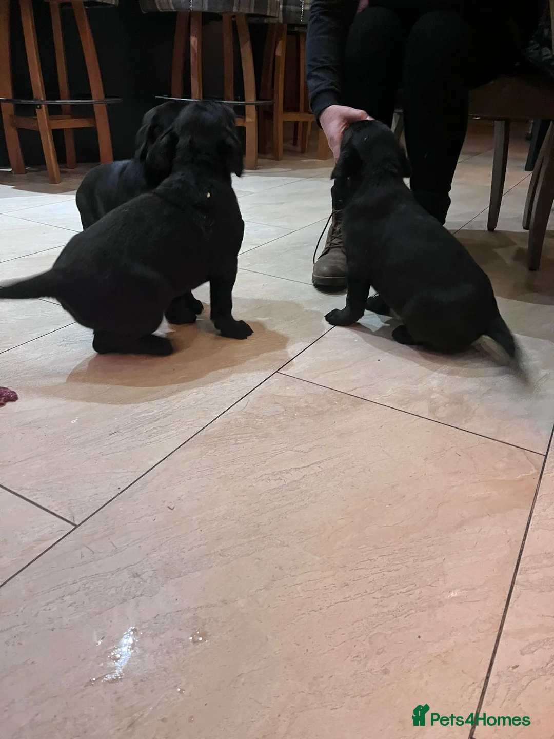 Mixed Breed dogs for sale: Adorable rotadors  - Advert 10