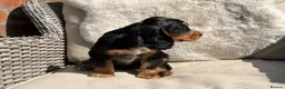 Cocker Spaniel dogs for sale: Stunning cocker pups kc reg ready now - Advert 17