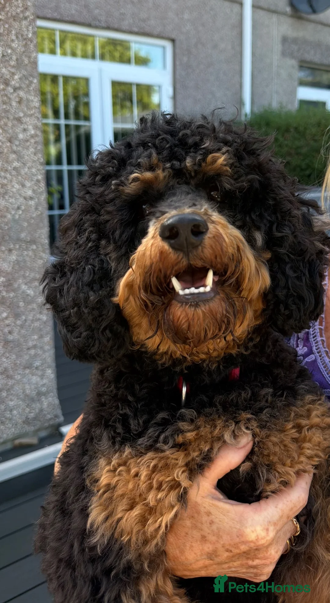 Miniature Poodle dogs for stud: Poodle stud available  in Plymouth - Advert 2