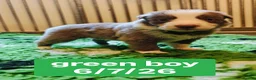 Border Collie dogs for sale: KC registered Border collie pups for sale - Advert 25