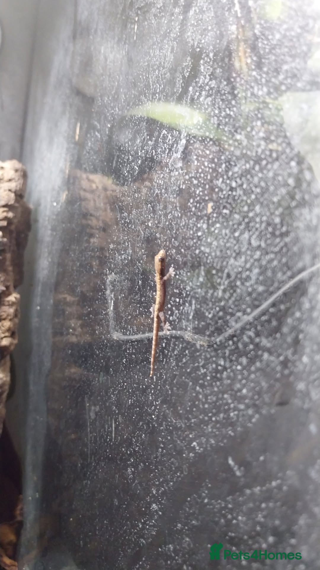 Gecko reptiles for sale: Mourning Gecko hatchlings. - Image 30