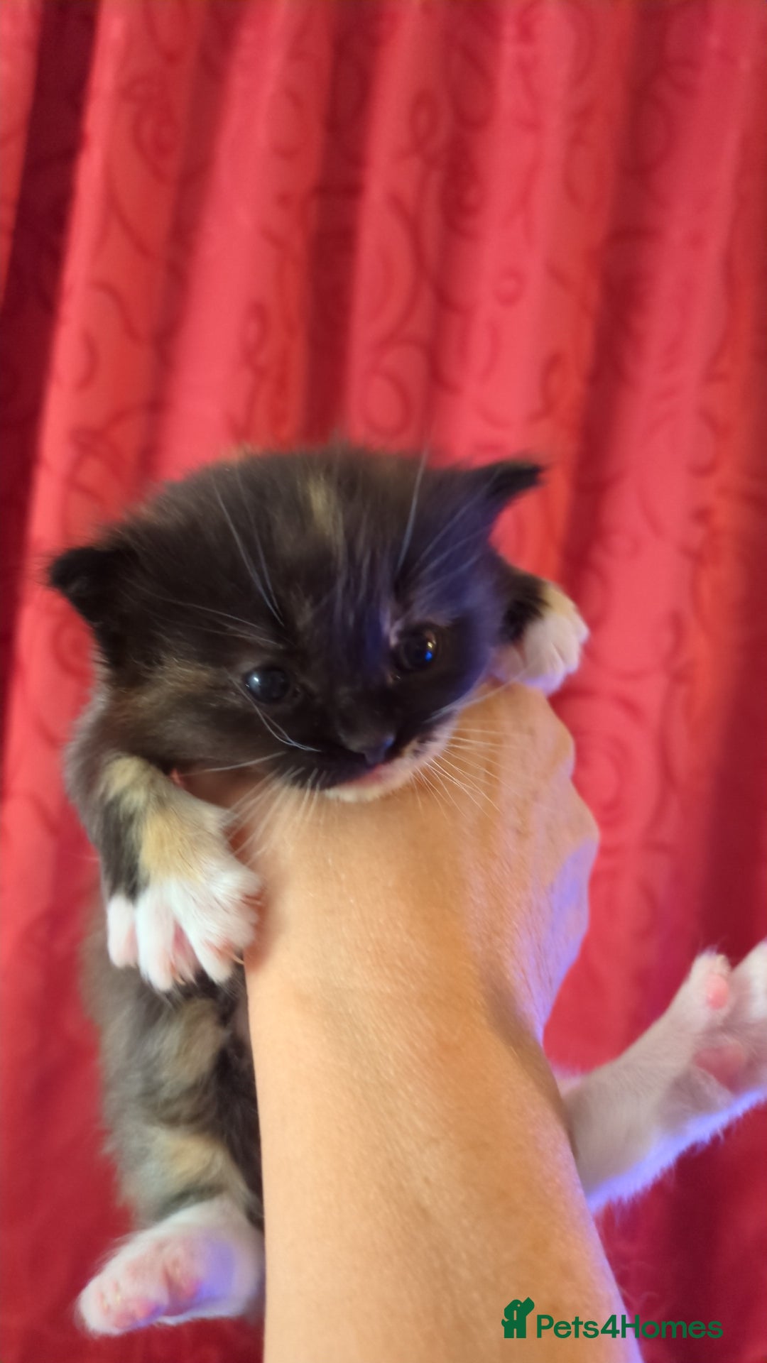 Ragdoll cats for sale: Beautiful ⅞ ragdoll kitten DNA tested clean - Image 1