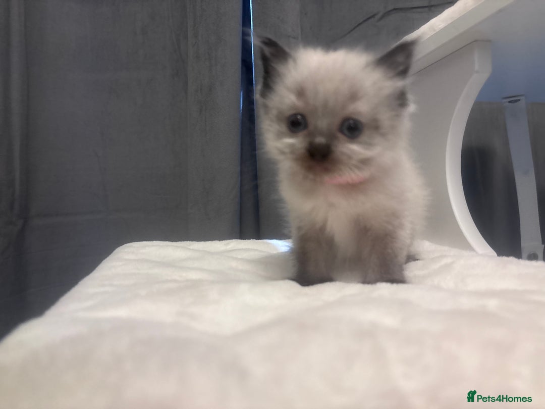 Ragdoll cats for sale: One gorgeous pedigree Ragdoll kitten available  - Image 2