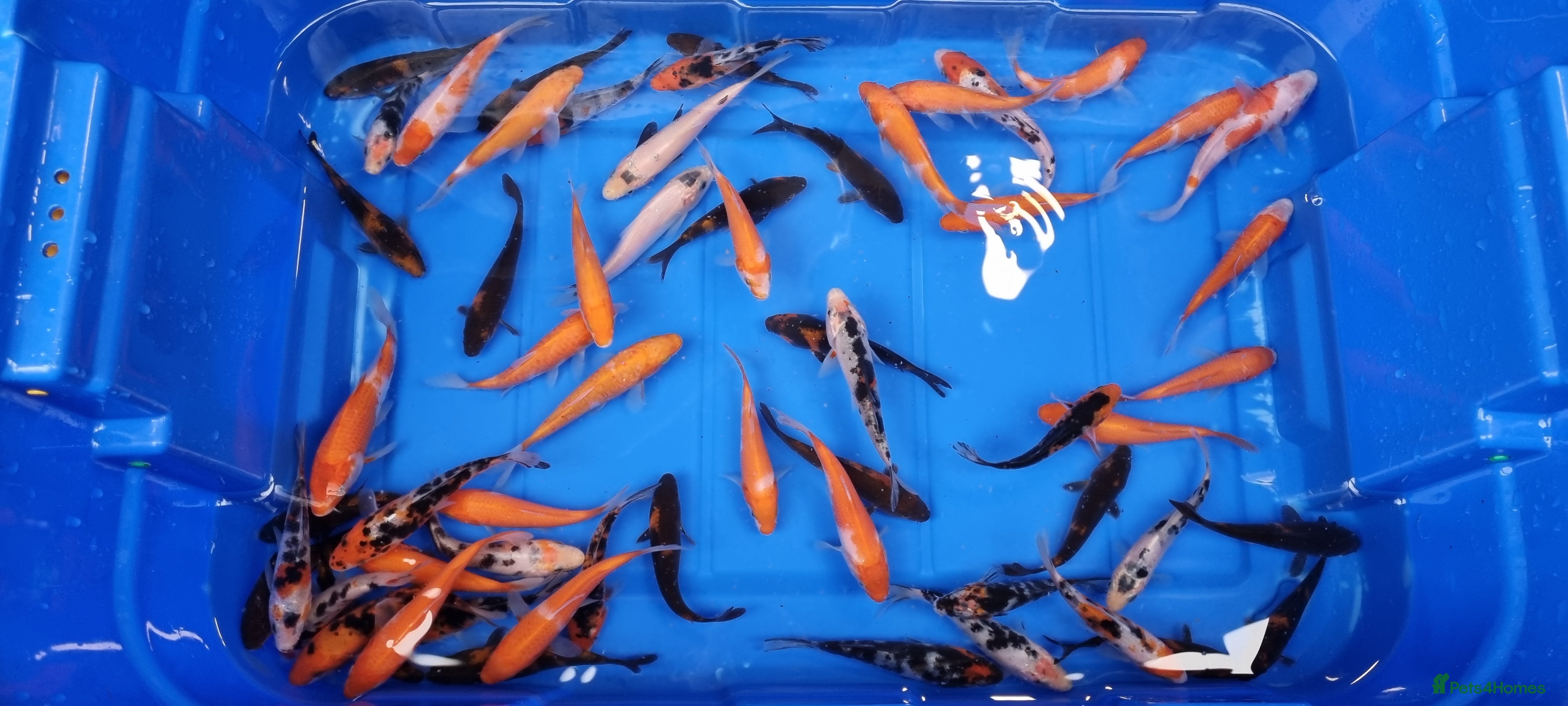 Koi Carp fish 4 to 5 inch Koi Carp mix pond fish in Chorley - Advert 6