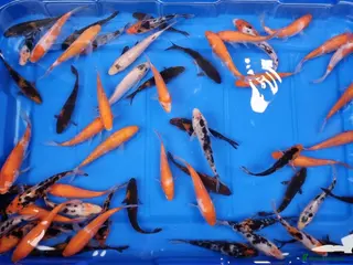 Koi Carp fish 4 to 5 inch Koi Carp mix pond fish in Chorley - Advert 1