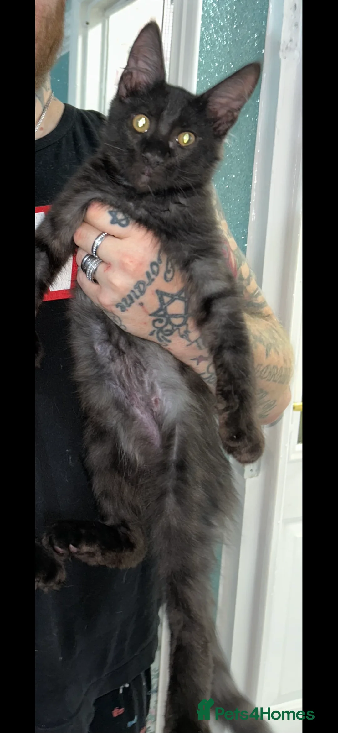 Maine Coon cats for sale: Full bread Maine coon kittens 6 left  - Advert 26