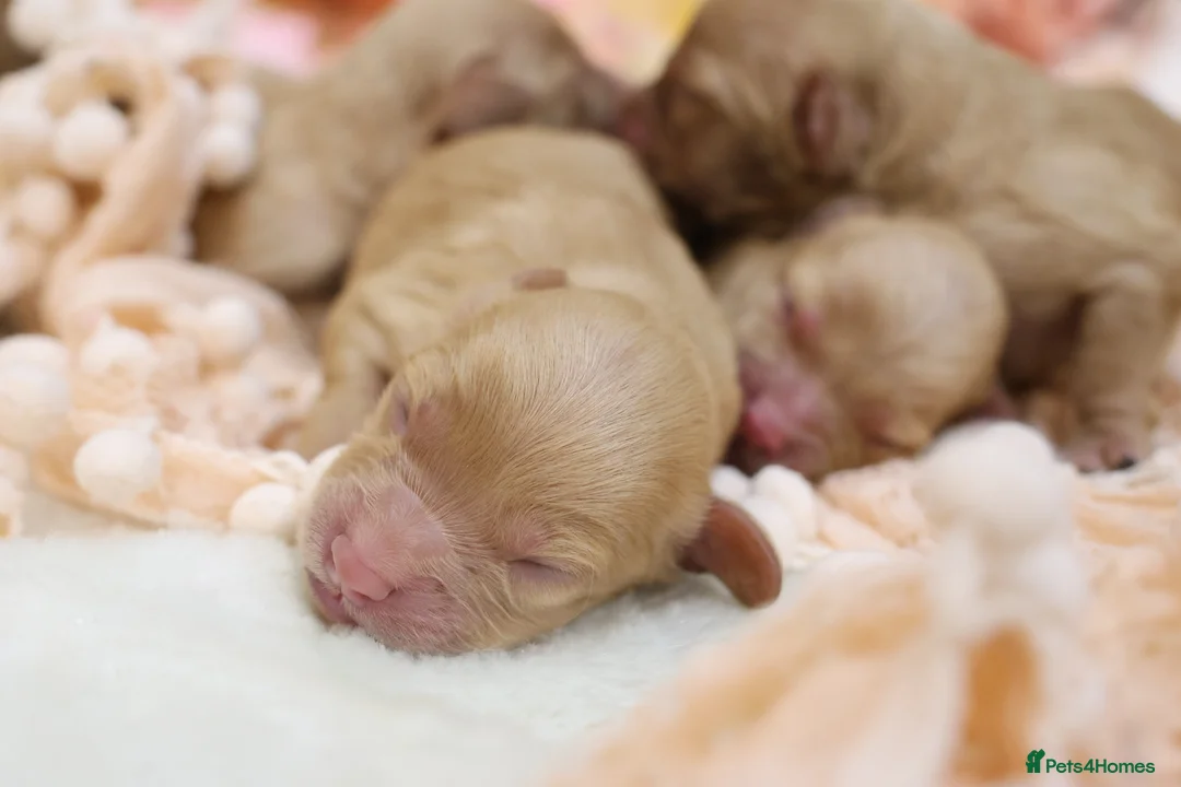 Cavapoo dogs for sale: Health Tested Cavapoo Puppies - Advert 11