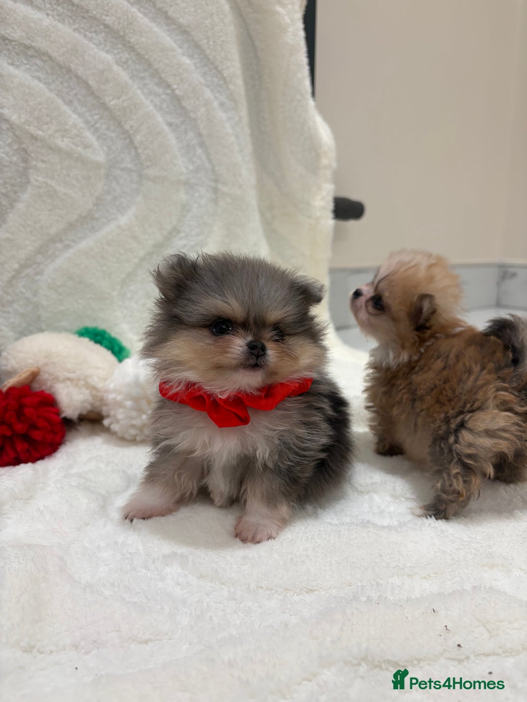 Chow Chow dogs for sale: RUSSIAN MERLE POMERANIAN PUPS - Advert 3