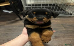 Rottweiler dogs for sale: 1 little girl rottie left  - Image 3