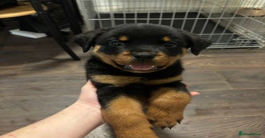 Rottweiler dogs - Advert 11
